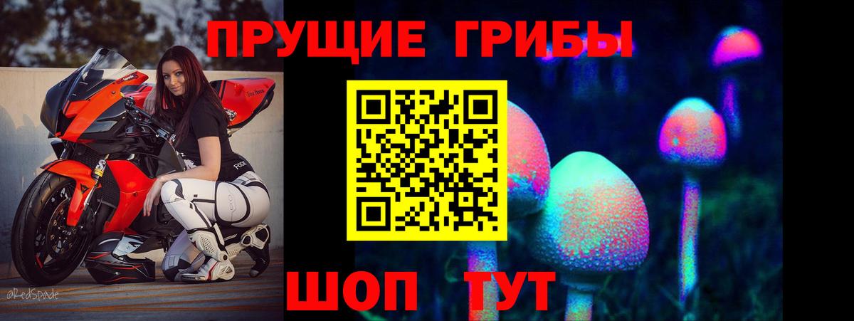 Псилоцибиновые грибы Psilocybe Архангельск
